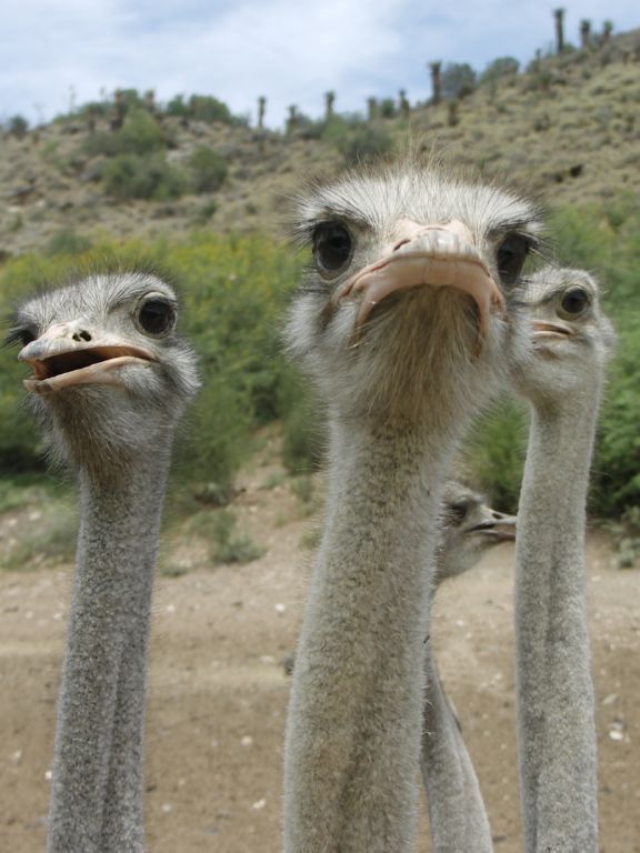 strausse im kleinen karoo